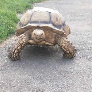 Meet your Posher, Crystal